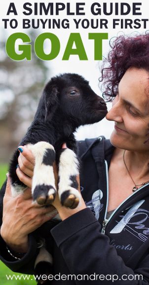 A Simple Guide to Buying your First Goat - Weed'em & Reap Totes Ma Goats, Wow Photo, Raising Goats, Pygmy Goat, Future Farms, Baby Goat, Mini Farm, Goat Farming, Backyard Farming