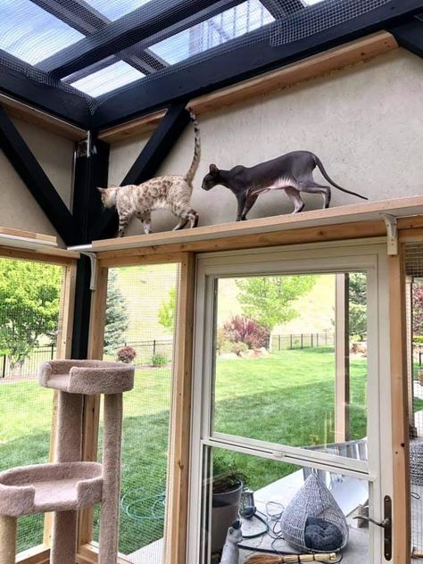 Cat Walk In House, Sunroom Cat Room, Luxury Cat Room, Cat Sunroom, Cat Room Outdoor, Cat Room Indoor, Animal Sanctuary Ideas, Catio Patio, Cat Room Ideas Small Spaces