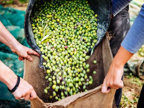 Italian Farm, Italian Salami, Olive Oil Benefits, Olive Harvest, Italian Olives, Oil Dispenser, Healthy Oils, Oil Benefits, Virgin Olive Oil