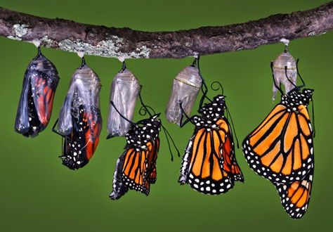 Coming Out of the Cocoon Towards Personal Transformation. Photo Papillon, Butterfly Life Cycle, Monarch Butterflies, Butterfly Garden, Monarch Butterfly, Beetles, Life Cycles, A Quote, Beautiful Butterflies