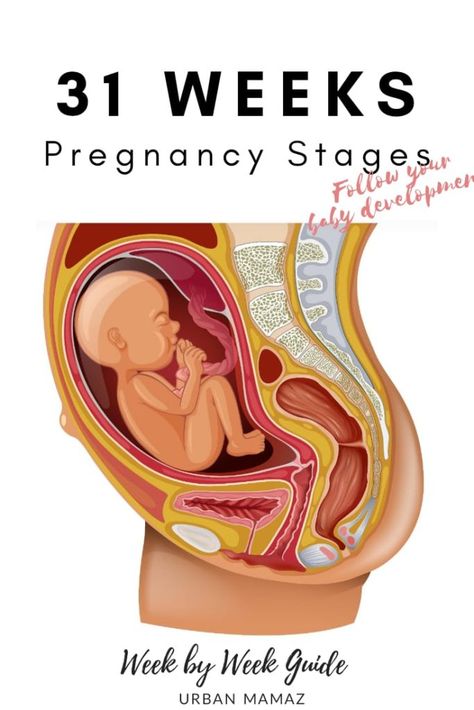 Pregnancy guide - 31 weeks. Are you pregnant? Wondering how is your baby developing? Discover your baby and pregnancy development - Week by week pregnancy guide- pregnancy trimesters, all the pregnancy stages- click here to read about 31 weeks pregnancy》 Pregnancy Development, Baby Development Chart, Body Changes During Pregnancy, Week By Week Pregnancy, Stages Of Baby Development, Diet While Pregnant, Vegan Pregnancy, Baby Development Activities, 5 Month Old Baby