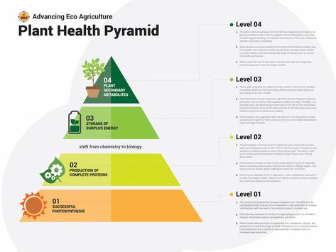 Infographic Pyramid concept by Ifan maulana Pyramid Graphic Design Infographic, Pyramid Design Ideas, Pyramid Infographic Design, Pyramid Graphic Design, Pyramid Infographic, Flowchart Design, Pyramid Graphic, Hierarchy Design, Pyramid Model