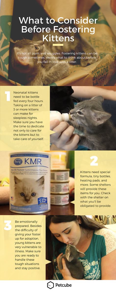 Taking Care Of Kittens, Fostering Kittens, Cat Toilet Training, Foster Animals, Newborn Kittens, Cat Toilet, Foster Kittens, Kitten Care, Baby Kittens