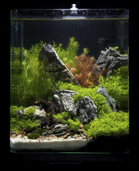 https://flic.kr/p/9fFLD1 | Nano 19 | Nano contestants at the Art of the Planted Aquarium, Hannover 2011 Riparium Aquascape, Planted Nano Tank, Cube Aquascape, Amazing Aquariums, Fish Tank Terrarium, Taman Air, Fish Tank Design, Aquascape Design, Betta Aquarium