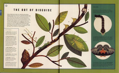 Plant Magazine Design, Encyclopedia Design Layout, Nature Layout Design, Insect Graphic Design, Insect Camouflage, Encyclopedia Design, Nature Zine, Environment Graphic Design, Nature Magazine