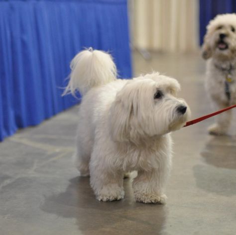 This is as short as he should ever be Cotton De Tulear Dogs, Cotton De Tulear, Apartment Outside, Irish Dog Breeds, Groom Room, Havanese Haircuts, Big Dog Toys, Dog Haircut, Coton De Tulear Dogs