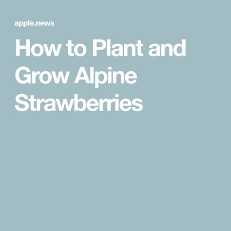 How to Plant and Grow Alpine Strawberries White Alpine Strawberries, Alpine Strawberry Plant, Alpine Strawberry, Everbearing Strawberry Plants, Alpine Strawberries, Soaker Hose, Yellow Fruit, Perennial Border, Patio Planters