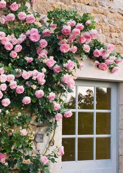 10 Best Climbing Roses White Climbing Roses, Climbing Flowers, Austin Rose, David Austin Roses, Doors And Windows, English Rose, Climbing Roses, Deco Floral, Rose Cottage