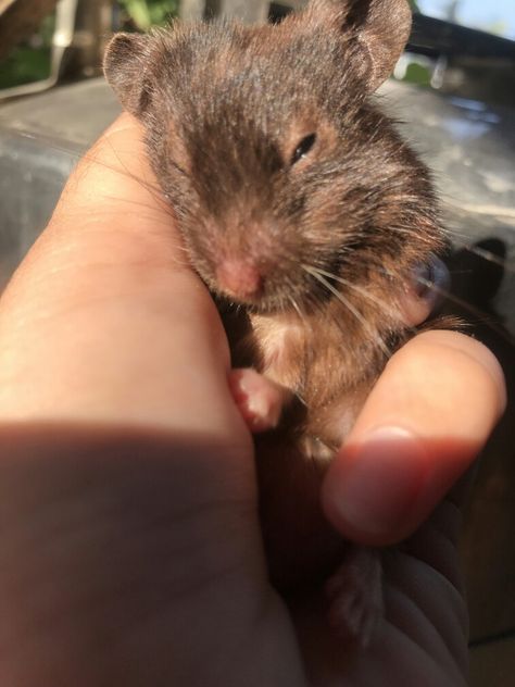 Brown Hamster, Hamster Ideas, Hamster Care, Syrian Hamster, Cute Hamsters, Cute Eyes, Hamsters, Black And Brown, Look At