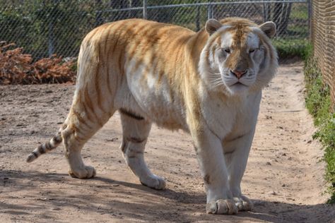 Golden Tabby Tiger, Strawberry Tiger, Tabby Tiger, Golden Tabby, African Animals Photography, Rare Cats, Golden Tiger, Pretty Animals, White Tiger