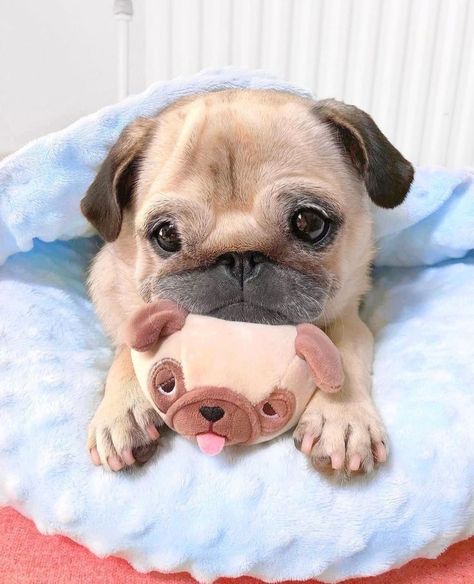 Cute Pug Puppies, Baby Pugs, Cute Small Animals, Very Cute Dogs, Cute Dog Pictures, A Pug, The Pug, Pug Puppies, Super Cute Animals