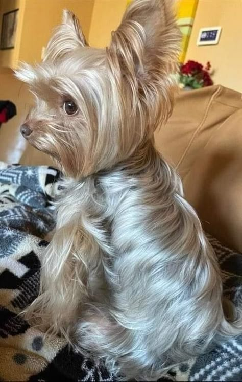 Morkie Haircuts, Yorkie Puppy Cut, Yorkie Haircut, Yorkie Grooming, Yorkie Cuts, Yorkie Hair, Yorkie Hairstyles, Dog Haircut, Yorkshire Terrier Haircut