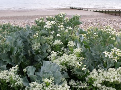 Heirloom British Coastal Sea Kale Rare Crambe Crambe Maritima, Sea Kale, Sequoiadendron Giganteum, Kale Plant, Front Yard Plants, Garden Pavers, Fairy Garden Plants, Seaside Garden, Moss Plant