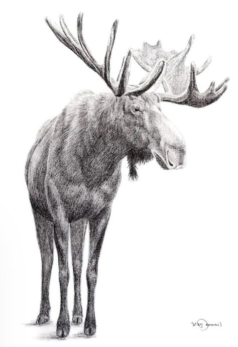 Moose Illustration, Art Sketches Pencil, Animal Behavior, Woodland Animal, Charcoal Drawing, Sketch Art, Stitching Art, Watercolor Animals, Pencil Sketch