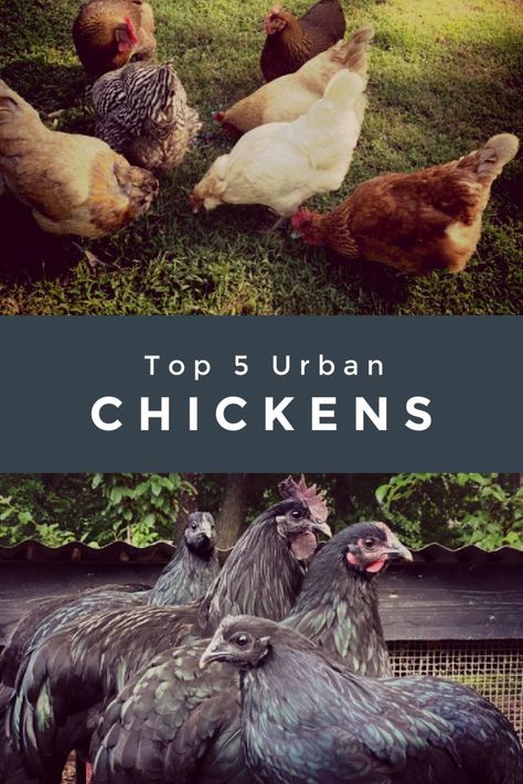 Are you looking to start a small flock of chickens on your urban homestead? We've got you covered! After years of experience, we've tried and tested various breeds and have found some of the best chicken breeds for urban homesteads. Dominique Chickens Breed, Best Dual Purpose Chickens, Cinnamon Queen, Best Chicken Breeds, Bantam Chicken Breeds With Pictures, Friendliest Chicken Breeds, Best Egg Layers Chicken Breeds, Urban Chicken, Buff Orpington