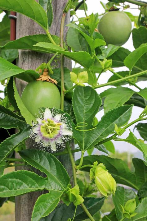 Growing Passion Fruit, Yellow Passion Fruit, Backyard Trellis, Passion Fruit Plant, Fruit Growing, Food Forest, Stone Fruit, Fruit Plants, Fruit Garden