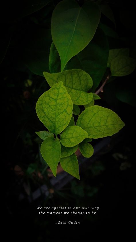 Caption For Leaves Pic, Plant Quotes Life Inspiration Short, Leaf Captions For Instagram, Green Nature Captions Instagram, Leaf Quote, Leaf Quotes, Dreamer Quotes, Phone Pic, Learn Biology