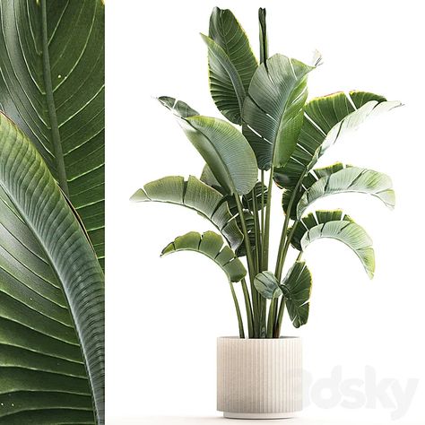 Download Link: https://3ds-max.org/plant/plants/beautiful-strelitzia-in-a-modern-flowerpot-in-a-pot-bush-banana-palm-ravenala-1224-3d-model-free-download/ Banana Palm, Indoor Trees, Outdoor Pots, Ornamental Trees, Exterior Decor, Landscaping Plants, Exotic Plants, Small Plants, Dot Painting