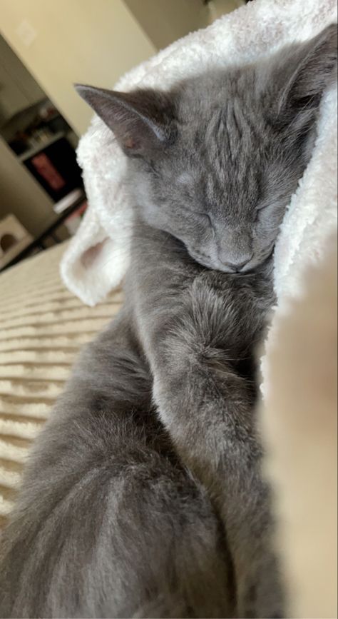 #domesticblue #rescue #kitty #sleeping #russianblue #gray #cats #catsofinstagram #andie #cuddly Cute Cuddly Cats, Russian Blue Cat Aesthetic, Russian Grey Cat, Grey Cat Aesthetic, Grey Cat Wallpaper, Dark Grey Cat, Cute Grey Cat, Cats Gray, Kitty Sleeping