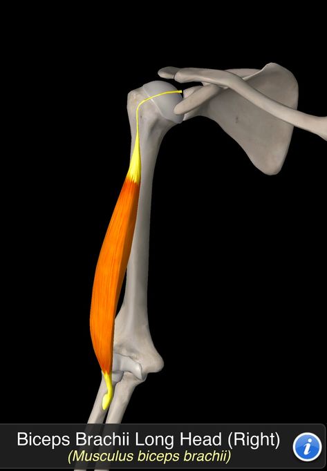 Musculus Biceps Brachii Biceps Brachii, Human Body Anatomy, Muscle Anatomy, Body Anatomy, Medical Education, Anatomy, Human Body, Medical, Education