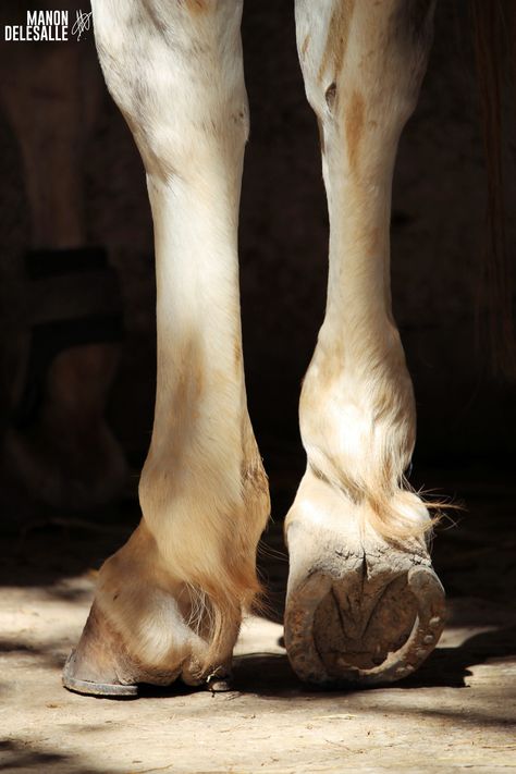 Horse Hooves Drawing, Hoof Reference, Horse Hooves, Kathiyawadi Horse, Horse Hoof, Vet Medicine, Horse Anatomy, Horse Equipment, Animal Bones