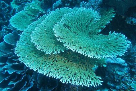 16 Amazing Types of Corals (With Pictures) - Wildlife Informer Coral Reef Plants, Coral Reef Pictures, Coral Reef Drawing, Elkhorn Coral, Coral Pictures, Coral Reef Art, Coral Reef Ecosystem, Coral Table, Hard Coral