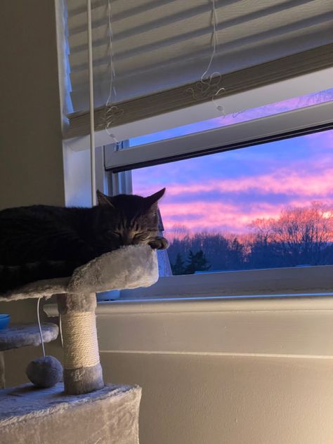 Sunset, cat, cute cat, kitty, kitten, perch, aesthetic sunset cat Kitty Sleeping, Taking A Nap, Sunset Aesthetic, Cat Tower, Take A Nap, Always Be, Cute Cat, My Favorite, Take That