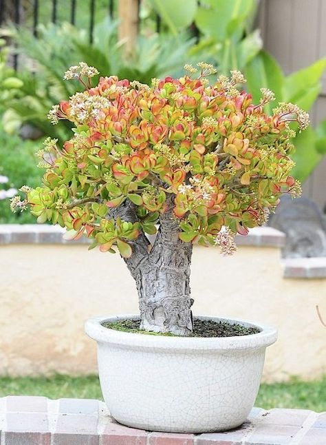 6 Tallest Jade Plant Varieties | Balcony Garden Web Crasulas Ovata, Money Tree Bonsai, Suculent Plants, Jade Plant Care, Kaktus Dan Sukulen, Jade Bonsai, Jade Tree, Succulent Bonsai, Jade Plant