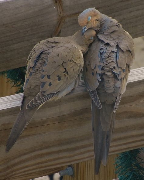 Mourning doves-they mate for life!  I love to hear their coo in the morning. Birds Sitting, Backyard Birds, Bird Pictures, Pretty Birds, Brigitte Bardot, 귀여운 동물, Bird Watching, Animals Friends, Love Birds