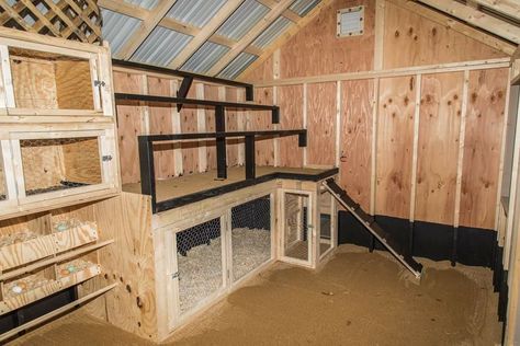 Cheap Ways To Insulate Chicken Coop, Extra Large Chicken Coop Plans, Brooder In Chicken Coop, 8x8 Chicken Coop Interior, Chicken Rabbit Coop Combo, Chicken Coop Brooder Ideas, Chicken Coop With Brooder, Poop Shelf Chicken Coop, Inside Chicken Coop Ideas