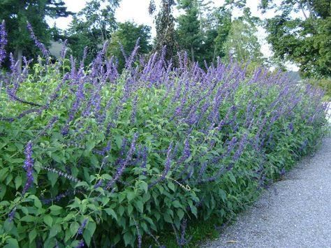 Salvia Mystic Spires, Salvia Uliginosa, Screen Plants, Long Flowers, Blue And Purple Flowers, Border Plants, Herbs Indoors, Gardening Advice, Oh Yes