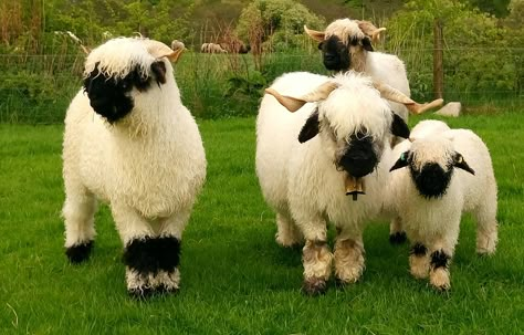 Valais Blacknose Sheep Scotland Calais Black Nose Sheep, Babydoll Sheep, Blacknose Sheep, Valais Blacknose, Valais Blacknose Sheep, Fluffy Cows, Black Nose, Sheep And Lamb, Cute Sheep