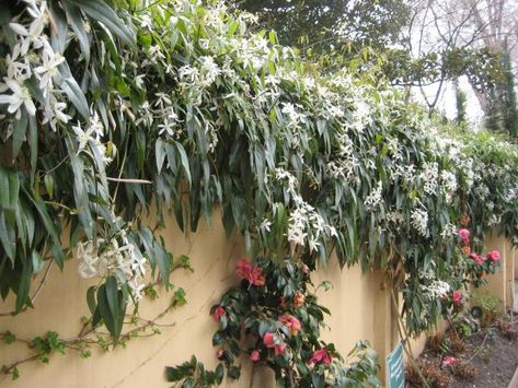 Evergreen Clematis Evergreen Vines Climbing, Carolina Jessamine, Evergreen Clematis, Clematis Trellis, Clematis Jackmanii, Clematis Armandii, Clematis Varieties, Autumn Clematis, Clematis Plants