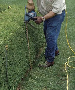 Trimming Hedges, Garden Hedges, Topiary Garden, Fine Gardening, Garden Maintenance, Formal Gardens, Garden Edging, House Landscape, Gnome Garden