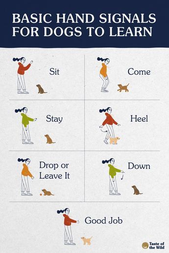 If you’re deciding how to train your dog, consider using hand signal training. Most dogs respond well to this training method, and there are many situations where a hand signal comes in handy. Visit our blog to learn more about this training method. #DogTraining #DogCommands Dog Sign Language Hand Signals, Dog Training Hand Signals Chart, Basic Dog Commands, Dog Training Tips New Puppy, Lacrosse Training, Dog Training Hand Signals, Polly Gray, Dog Hand Signals, Dog Life Hacks