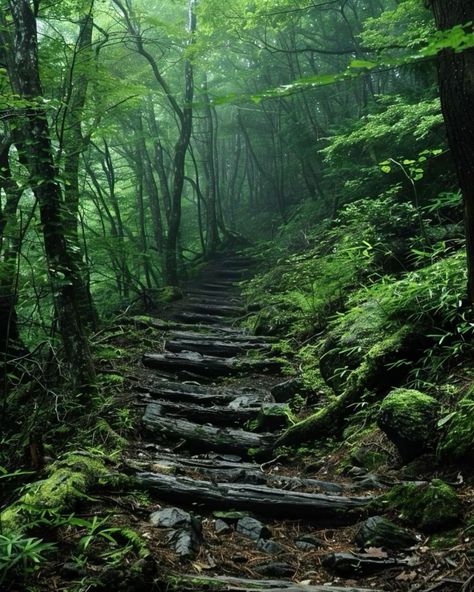 Discover the breathtaking beauty of the Tongwe Forest in Tanzania, a sanctuary of biodiversity and natural wonders. This magnificent forest is home to unique wildlife, playing a vital role in preserving our planet’s ecological balance. Join us in celebrating and protecting this precious ecosystem. 🌳 #TongweForest #Tanzania #Nature #Wildlife #Conservation #EcoTourism #Biodiversity #NaturalWonders #ExploreTanzania #AdventureAwaits #SustainableTravel #TravelGoals #DiscoverNature #WildlifeSanctu... Japan Forest Aesthetic, Japan Wilderness, Moodboard Wall, Aokigahara Forest, Japan Forest, Zen Aesthetic, Forest Village, Mysterious Forest, Japanese Forest