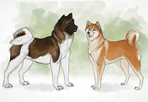 American Akita Drawing, Akita Inu Drawing, Akita Drawing, American Akita Dog, Dog Design Art, Japanese Akita, Httyd Art, American Akita, Most Beautiful Dogs