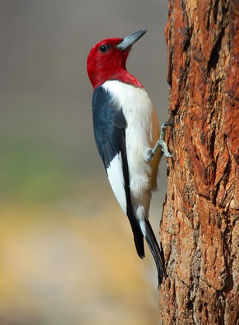 Woodpecker Watercolor, Red Headed Woodpecker, Wild Birds Photography, Endangered Plants, Woodpeckers, Kinds Of Birds, Butterfly Pictures, Fox Art, Backyard Birds