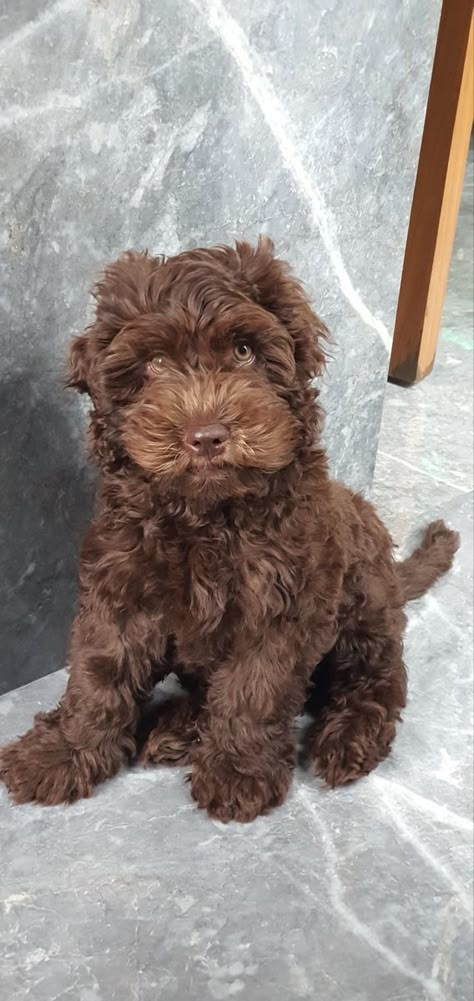 Brown Dogs, Miniature Labradoodle, Brown Doodle Puppy, Mini Labordoodle, Laberdoodle Puppy, Brown Labradoodle Puppy, Labradoodle Brown, Chocolate Labradoodle Puppy, Brown Labradoodle