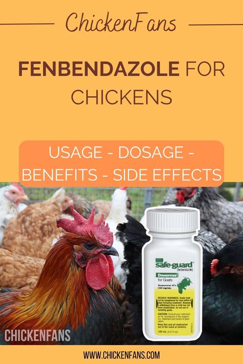 Internal parasites and pesky worms can cause significant damage to a chicken’s internal bodily functions. Deworming chickens is just part of the deal when you’re raising a flock. We took a deep dive with Dr. Cristina Vulpe (DVM) to turn her experience with farm animals into practical advice for chicken owners on how to deworm your chickens with Fenbendazole. Dewormer For Chickens, How To Deworm Chickens, Deworming Chickens, Chicken Dewormer, Types Of Worms, Chicken Owner, Silkie Chickens, Chicken Health, Chicken Base