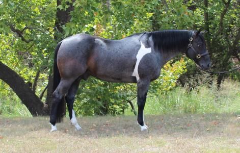 Minimal Tobiano Horse, Tobiano Horse, Coat Ideas, Canyon Ranch, Paint Horse, Blue Roan, Black Stallion, Horse Coloring, Horse Painting