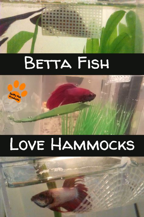 Betta Fish Toys, Betta Fish Tank Mates, Betta Aquarium, Betta Fish Care, Betta Tank, Betta Fish Tank, Beta Fish, Fish Care, Aquarium Design