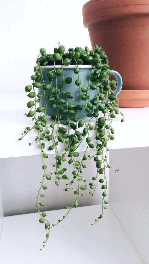 Mother Of Pearl Plant, String Of Pearls Tattoo, Strings Of Pearls, String Of Pearls Plant, Plant Wishlist, Trailing Plants, Plant Decor Indoor, Miniature Plants, Plant Aesthetic