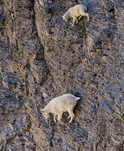 Mountain goats on their morning hike Mountain Goats Climbing, Show Goats, Mountain Goats, Rock Climbers, Mountain Goat, Animals Of The World, Funny Animal Pictures, Rock Climbing, Science And Nature