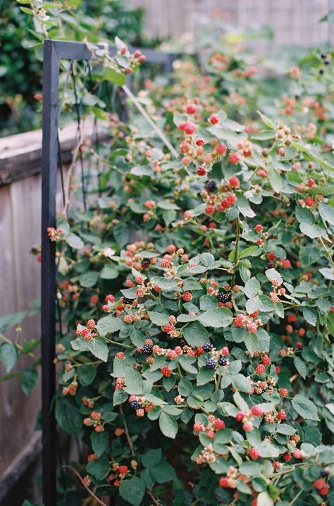 Blackberry Garden Trellis, Blackberry Raised Bed, Blackberry Plants Trellis, Growing Blackberries Trellis, Blackberry Bush Trellis, Blackberry Fence, Raspberry Garden Ideas, Planting Blackberries, Blackberry Garden