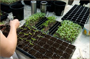 Seed Starting in Plastic Trays & Cell Flats - how to Cucumber Seedlings, Viburnum Opulus, Growing Basil, Garden Layout Vegetable, Basil Seeds, Vegetable Garden For Beginners, Plant Seedlings, Growing Veggies, Small Greenhouse