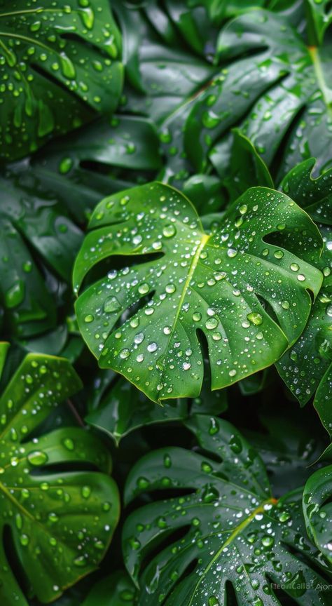 Lush Green Monstera Leaves Covered in Dew After Rain Tropical Leaves Photography, Monstera Plant Aesthetic, Green Leaves Aesthetic, Green Plants Aesthetic, Inktober 2024, Leaf Photography, Jungle Leaves, Moon Aesthetic, After Rain