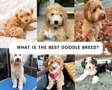 What is the Best Doodle Breed? Top 6 Picks! (2021) - We Love Doodles Doodles Dogs Breeds, Doodle Dogs Breeds, Doodle Dog Art, Doodle Dog Breeds, Doodle Breeds, Rich Dog, Maltipoo Dog, Doodle Dogs, Labradoodle Dogs