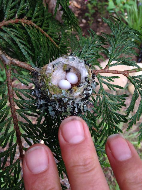 Hummingbird eggs are tiny, about the size of jelly beans! Please remember to carefully check for nests before you trim trees and shrubs this spring. Hummingbird Nests, Hummingbird Nest, Bird Eggs, Beautiful Animals, Bird Nest, Monster Truck, Jelly Beans, Bird Watching, Bird Feathers