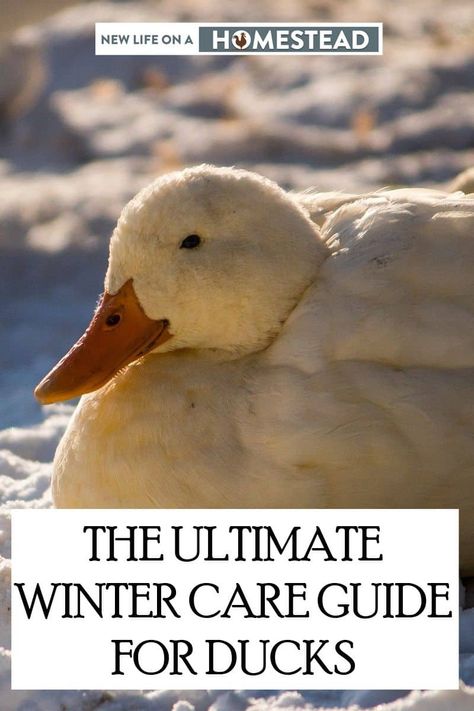 Ducks are more resistant to winter than chickens, but that doesn't mean you shouldn't take adequate steps to protect them from the freezing cold. #ducks #homesteading Plastic Baby Pool, Keeping Ducks, Homestead Animals, Homesteading Tips, Backyard Ducks, Water Tub, Duck Coop, Raising Ducks, Minnesota Winter